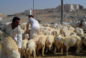 kurban