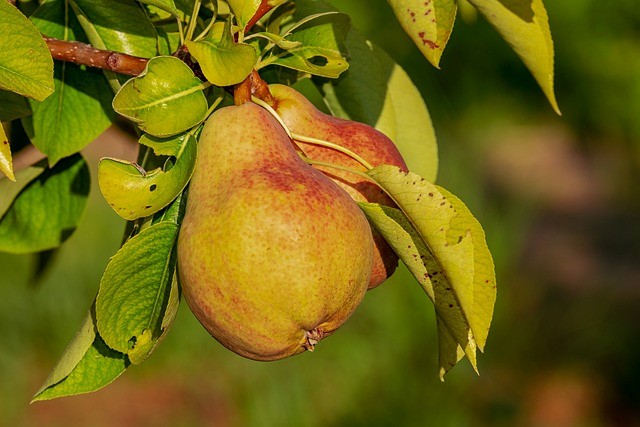 pear-3560106_640